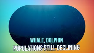 Decade After Deepwater Horizon: Whale & Dolphin Populations Still Declining