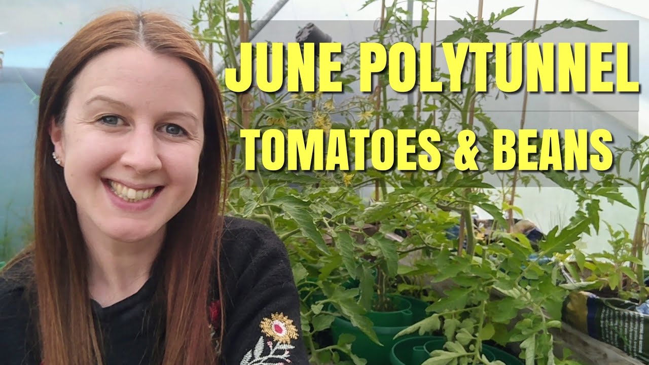 Polytunnel Tour June | Growing Tomatoes & Beans - Allotment Garden