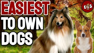 These Are Top10 Easiest Dog Breeds to Own