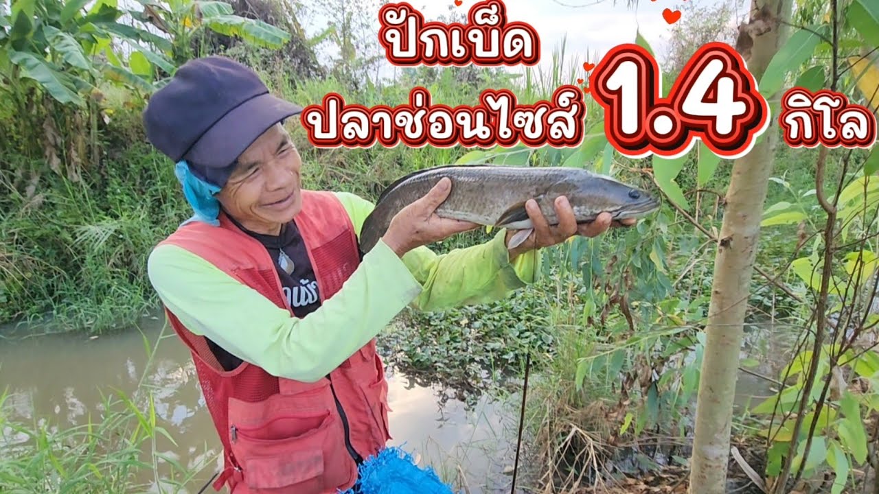 มีอยู่จริง!!!  ปักเบ็ด ปลาช่อนไซส์ 1.4 กิโล 