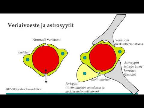 Video: Astrosyytit, Hermosolut, Synapsit: Kolmiosainen Kuva Kortikaalisen Piirin Kehityksestä