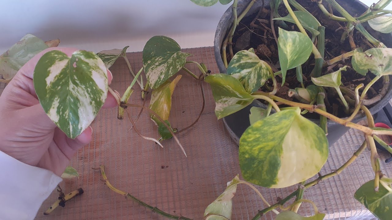 COMO FAZER MUDA DE JIBÓIA POR FOLHA / TUDO SOBRE O CULTIVO YouTube