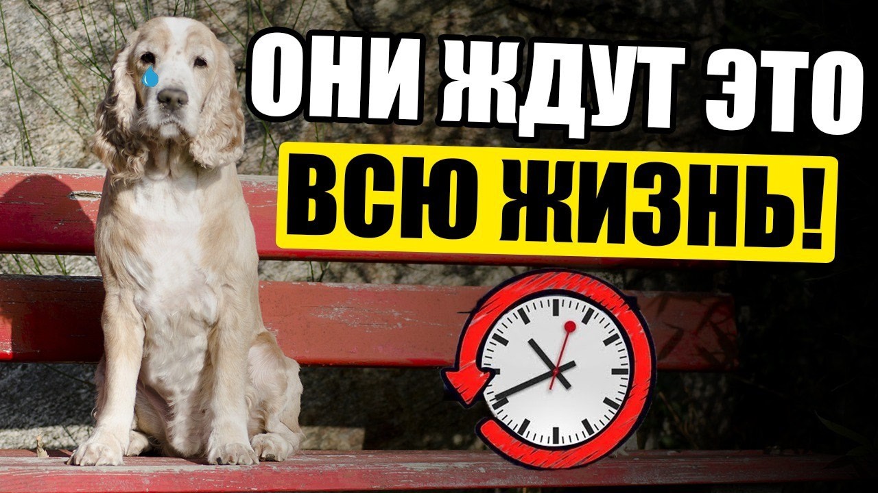 Ваша Собака Ждала ВСЮ ЖИЗНЬ, Когда Вы ЭТО СДЕЛАЕТЕ!