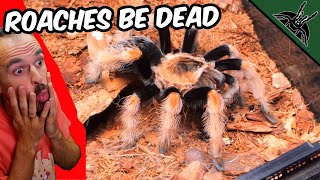 Nice FEEDING Video - TARANTULAS ONLY