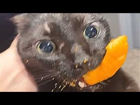 Funniest Cat Videos Ever #95
