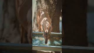 Vatsap Durum Videoları -Kurdish Music