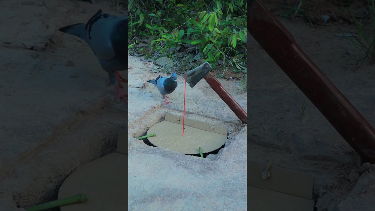 DIY Creative Quick Pigeon Trap Using Cardboard Box and Axe 
