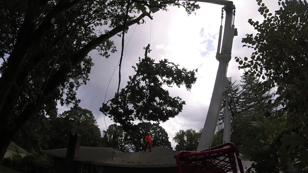 Oak Tree Removal over house - YouTube