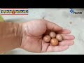 Macadamia X-ray Inspection System บ.ซุปเปอร์เครื่องชั่งแอนด์ซิสเต็ม สาขานครราชสีมา