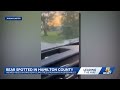 Video appears to show black bear spotted in Hamilton County