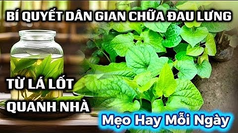 💢🌿Cách ngâm lá lốt với rượu chữa đau lưng – Bí quyết dân gian giảm đau nhức hiệu quả🍃