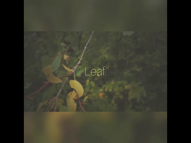 Patrick Moon Bird - Leaf. auf YouTube ansehen Patrick Moon Bird - Leaf. auf YouTube ansehen