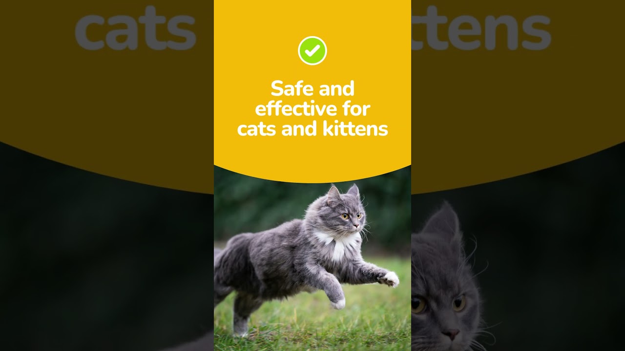 Natural Flea & Tick Collar for Cats