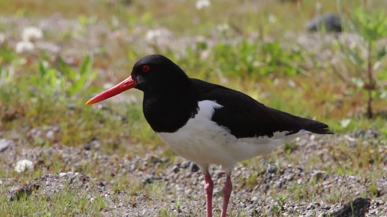 Meriharakka - Eurasian oystercatcher - Huîtrier pie - Austernfischer