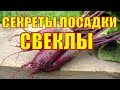 СЕКРЕТЫ ПОСАДКИ СТОЛОВОЙ СВЁКЛЫ.