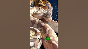 The Most Popular Pet Snake #molinarosnakelab #pets #snakepet #reptiles #ballpython #royalpython #diy