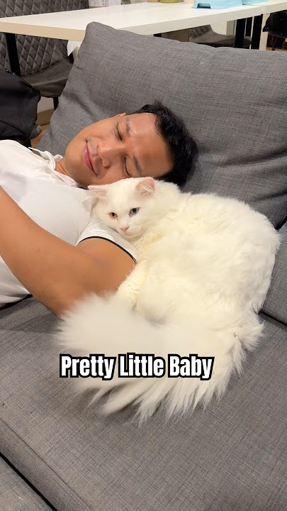 Cute cat video