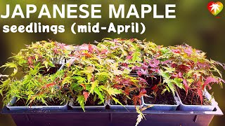 Japanese Maple Seedlings Mid-April