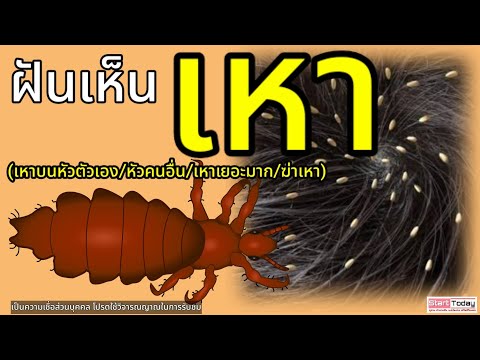 ฝันเห็นเหา ฝันเห็นเหาบนหัวตัวเอง ฝันเห็นเหาบนหัวคนอื่น ฝันเห็นเหาจำนวนมาก ฝันว่าฆ่าเหา:ลัคกี้แมน