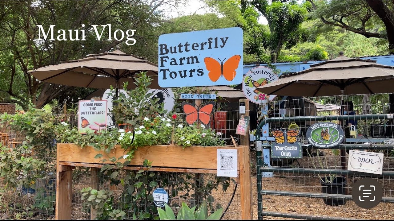 OLOWALU MAUI MAUI BUTTERFLY FARM LEODA'S PIE YouTube