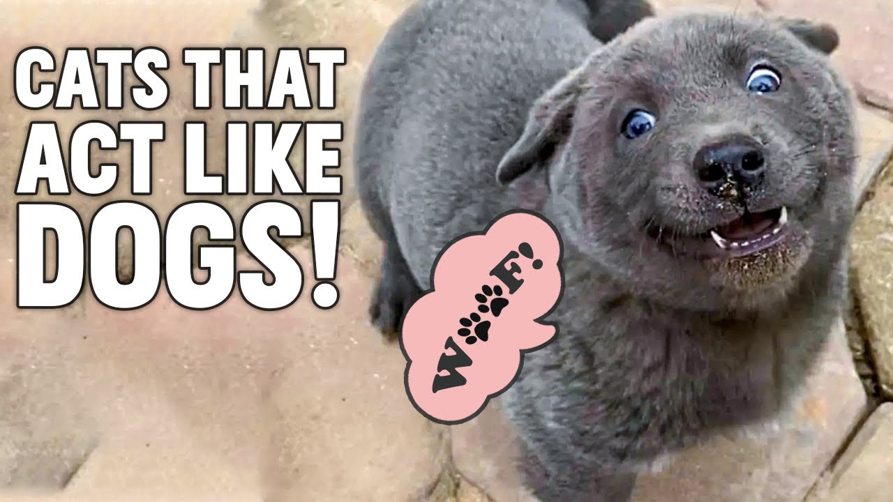 Cat Breeds That Act Like Dogs Dogs in Disguise! YouTube