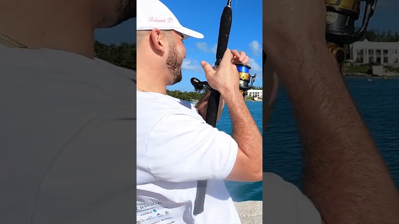 Catching Inshore Bonita off the dock in BERMUDA! 