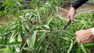 Cắt Răm Lần Cuối Cho Cây Đào Để Ra Hoa Chơi TếT