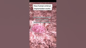 how a human embryo implants into the uterus to cause a pregnancy