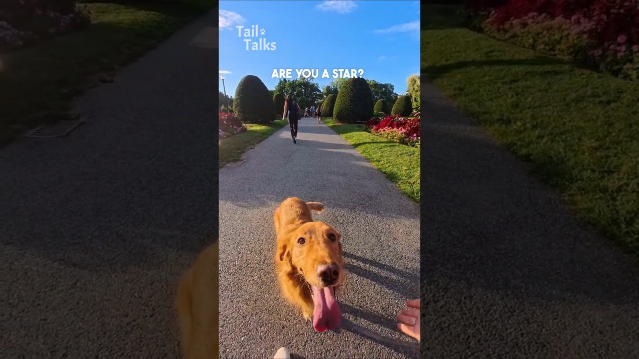 We met a sweetheart Golden Retriever! #goldenretriever #dog