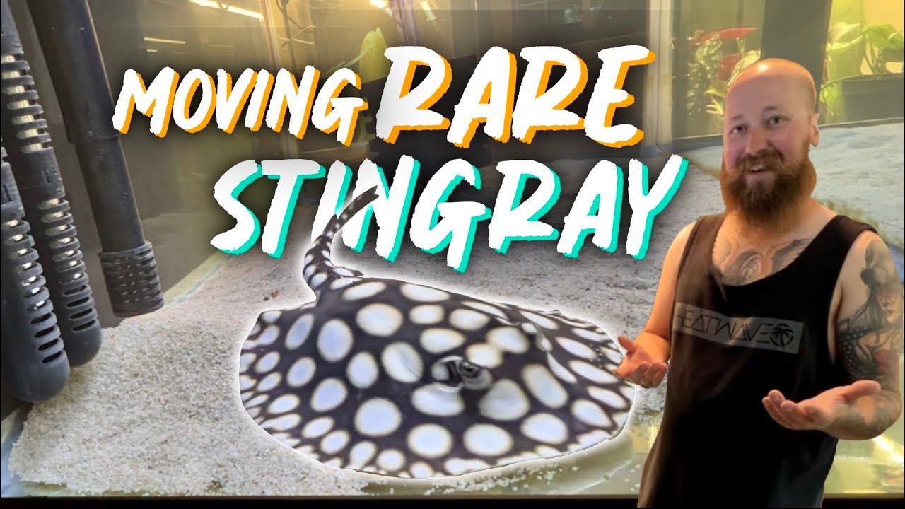 MOVING RARE STINGRAY TO HER NEW AQUARIUM | TRYING NOT TO GET STUNG