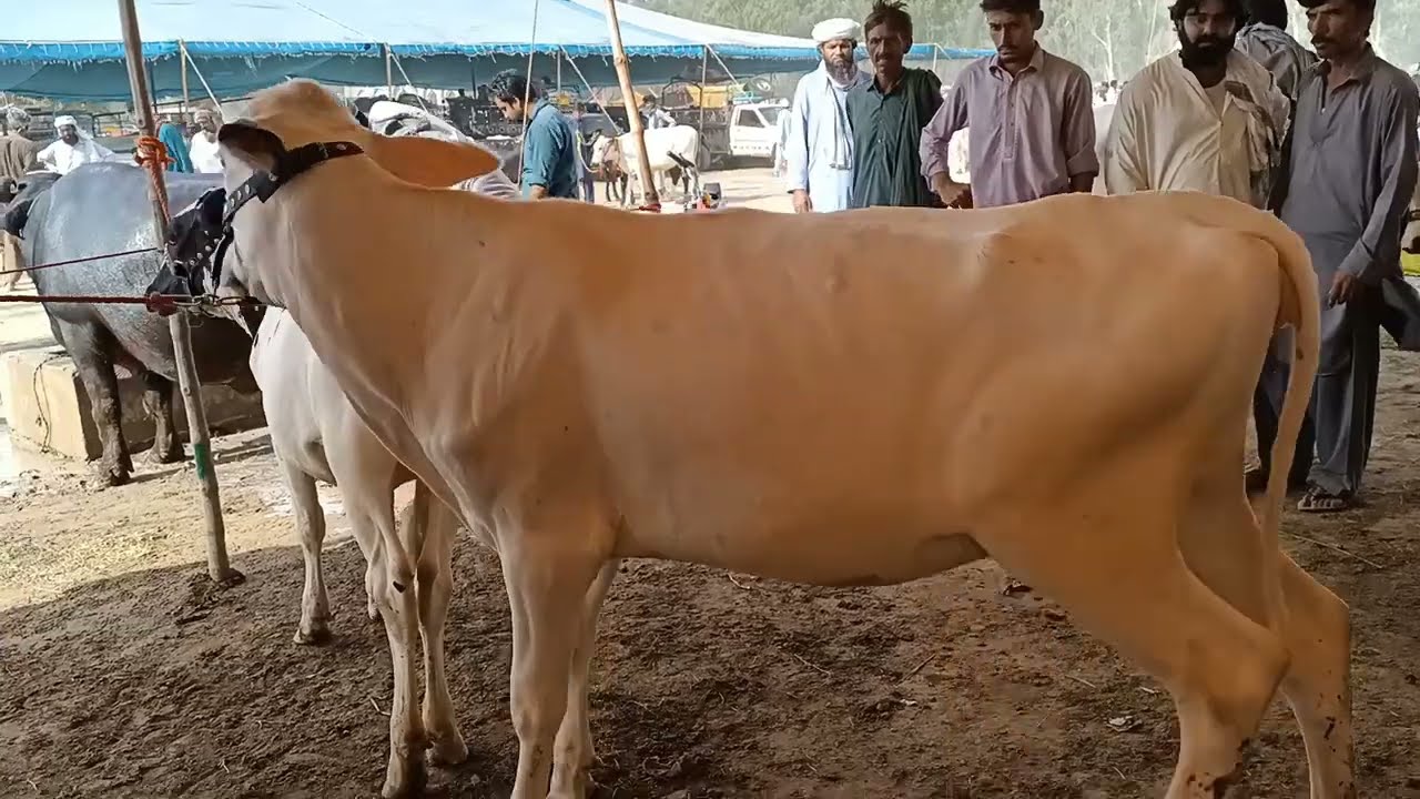 Most beautiful pure white young cow of 15 months || 15 month most beautiful cow || Animals Cart