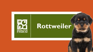Rottweiler Fun Facts by Petland Tulsa 5 views 3 months ago 1 minute, 7 seconds