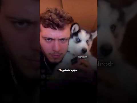 بشبوش        اكسبلور الشامي لايف الشامي شغف