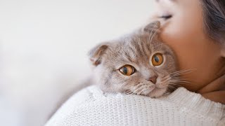 How To Check A Cat’s Pulse