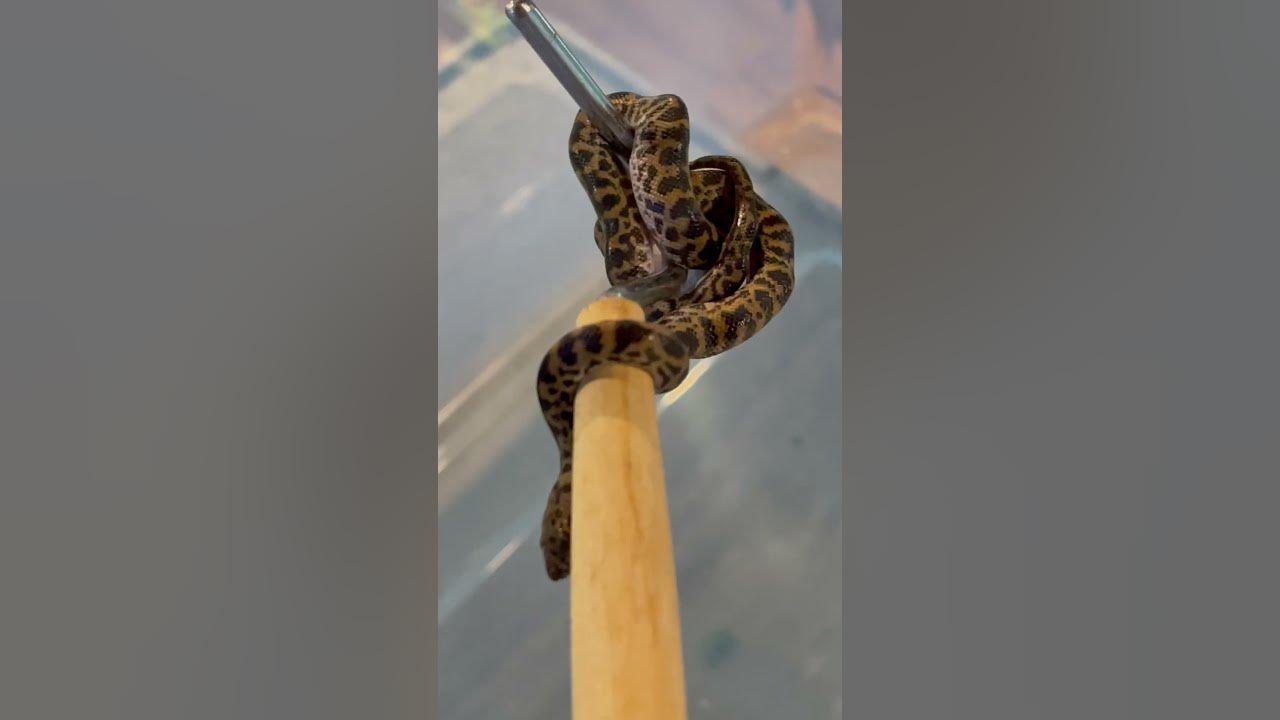 Special Spotted python born in the USA - YouTube