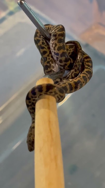 Special Spotted python born in the USA - YouTube