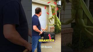 Los insectos más grandes del mundo 😳 (Top 3 increíbles)