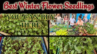 All Kinds of Best Quality Winter Flower Seedlings are Available Here. Kolkata winter Seedlings place