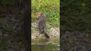 The Mink Attacking Rat