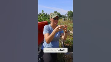 Potato Harvest Time: When and How to Harvest Potatoes!