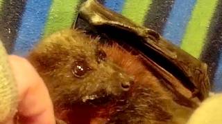 Hokey Pokey part 2:  injured flying-fox in care