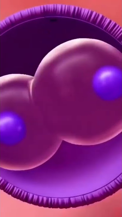The orgasm attack, The women egg 🥚  .