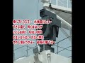 マドロス追分 津村謙