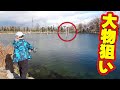 池の真ん中の木にデカい魚がいるらしい。