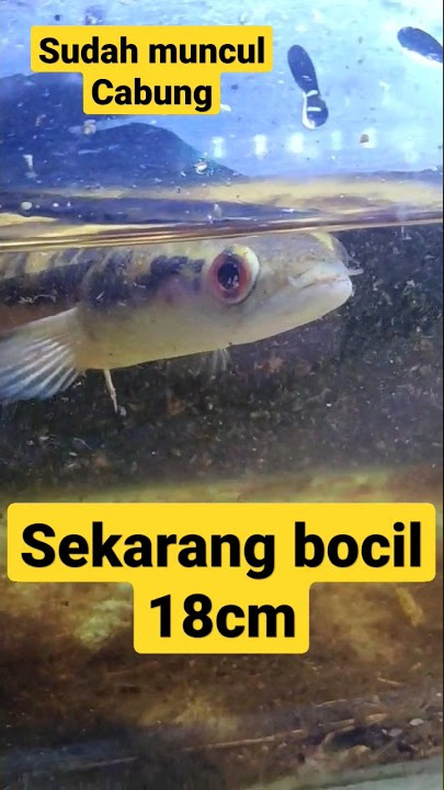 progres Channa Maru dari baby sampe bocil 18 cm #channa #channamaru #snakehead #marulioides #shorts