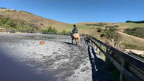 Bronson cantering left rein