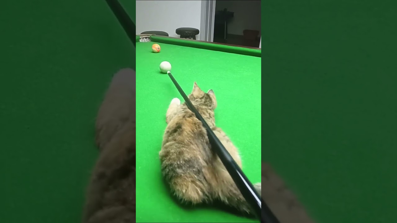 Cat Playing a Game of Pool