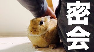 訳あって妻と子が寝たあとにコッソリ密会する飼い主とうさぎ #678