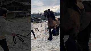 J’ai failli tout arrêter … ❤️‍🩹 #chevaldetrait #cheval #equitation