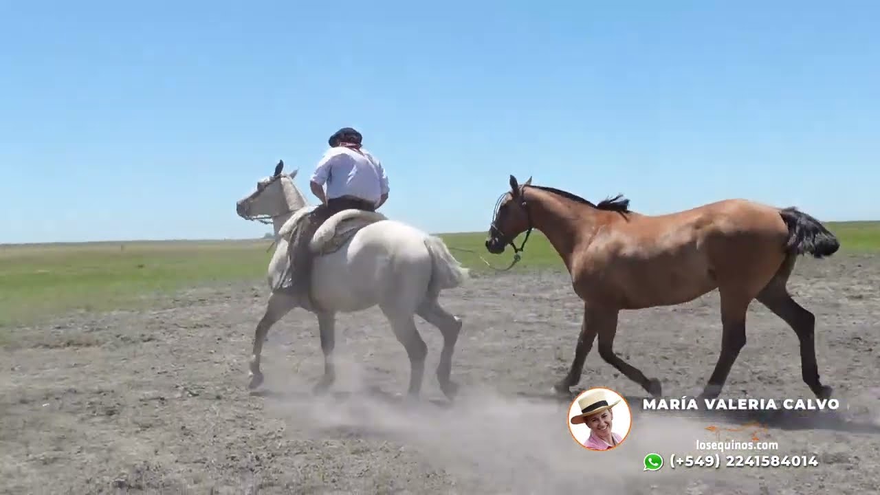 💲 Tordillo canela hijo de Percheron $ 850 mil LOSEQUINOS.COM